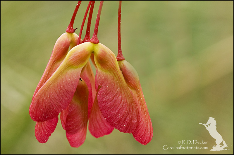 Maple tree seed pods are colorful in the spring.