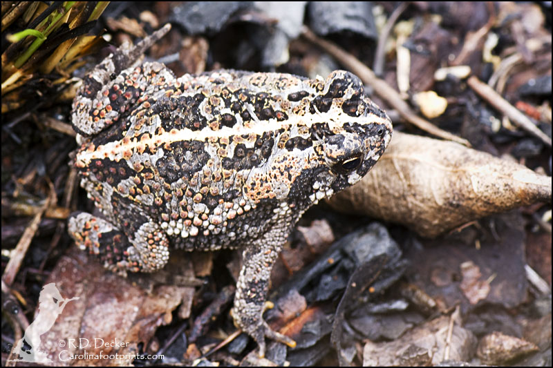 A common toad found in the southeastern Unitied States.