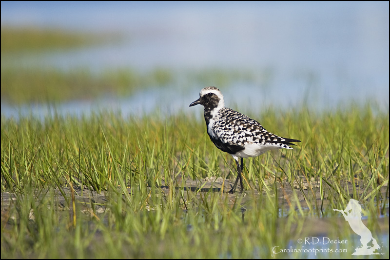 The Black Bellied Plover can be a difficult subject to get proper exposure on.