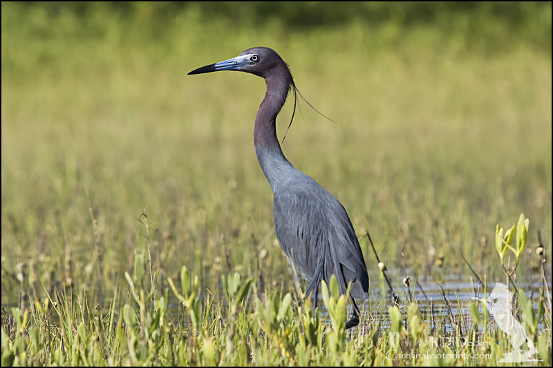 Little Blue Heron found along North Carolina's Southern Outer Banks.