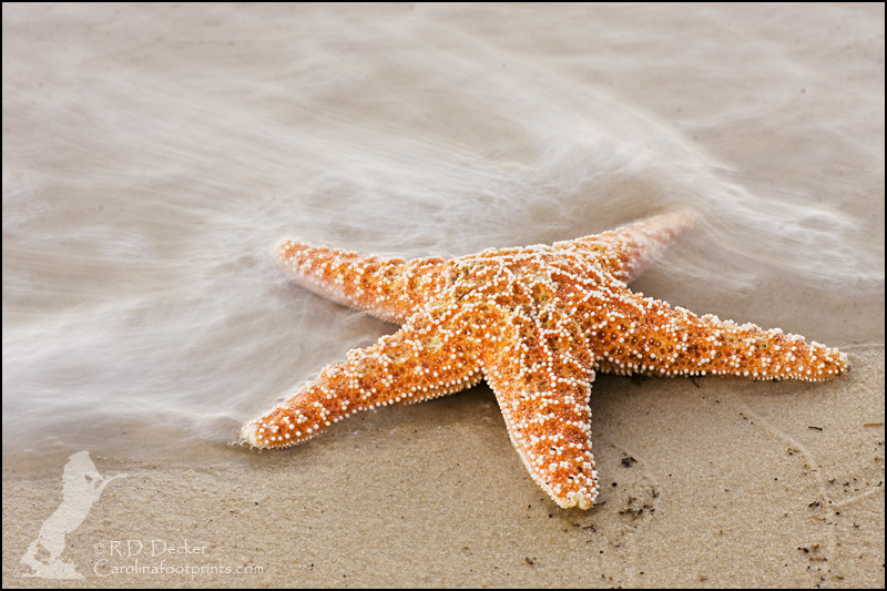 Natural props, such as whelk shells or starfish, can be fun photographic subjects.