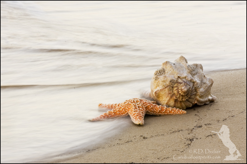 Starfish and whelk shell on the beach.