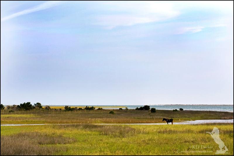 Wild horse on the tidal flats of Shackleford Banks.