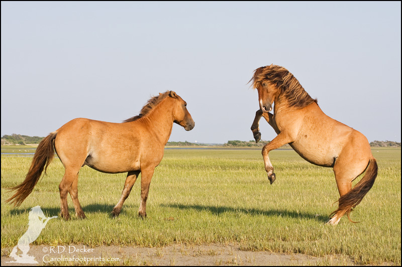 Wild horses frequently spar over territory and dominance.