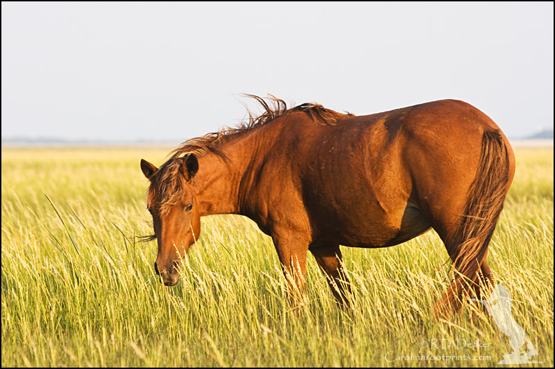 A wild horse feeds on the tidal flats during the evenings golden hour.