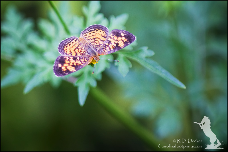 Croatan Forest Butterfly
