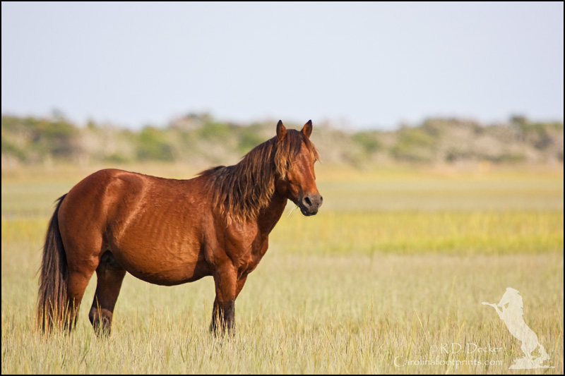 Wild Horse on the North Carolina coast