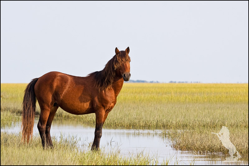 Eastern North Carolina provides a setting for wild horse photography found nowhere else.