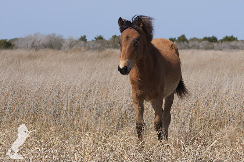 Young wild mustang with a black star marking