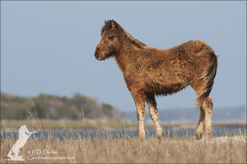 The youngest wild horse on the Rachel Carson Reserve