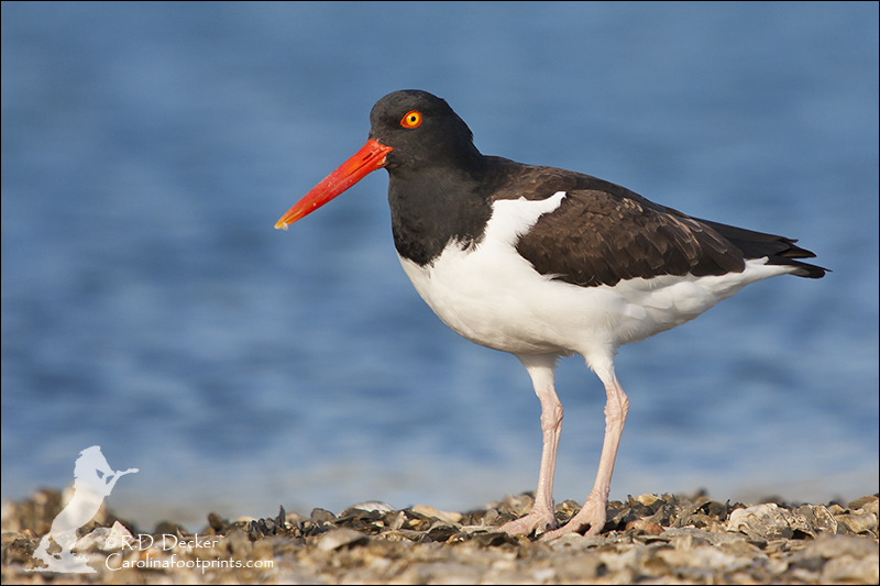 American Oyster Catcher at the junction of Taylor's and Deep Creeks