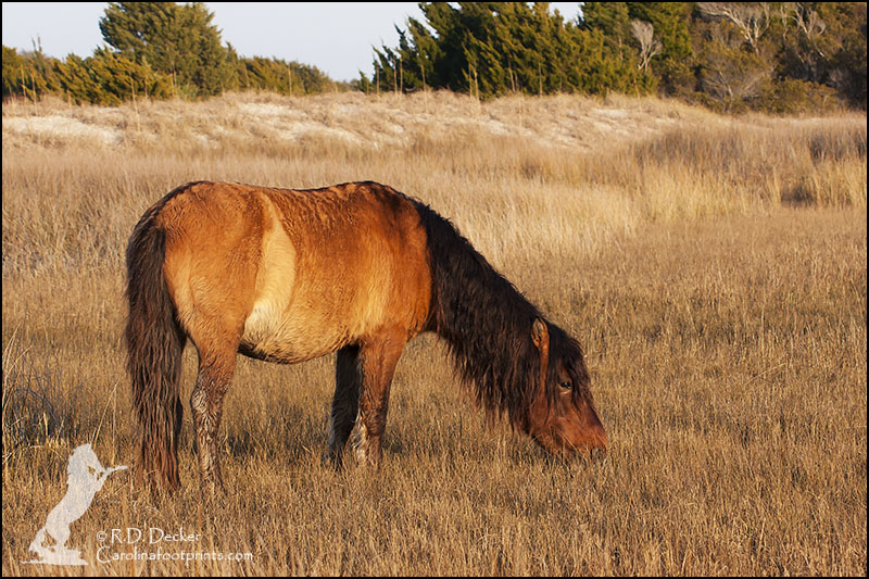 Wild horse living in the Rachel Carson Estuarine Reserve.