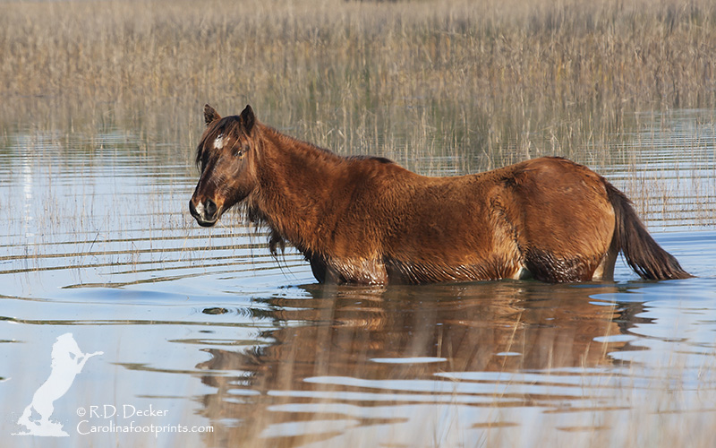 A wild horse swims between islands in the Rachel Carson Estuarine Reserve.