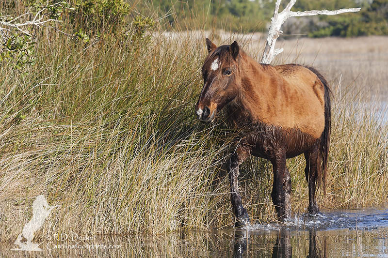 A wild stallion emerges from a cold swim on a January morning.