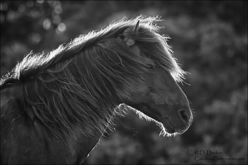 Strong back lighting on a wild horse in black and white.