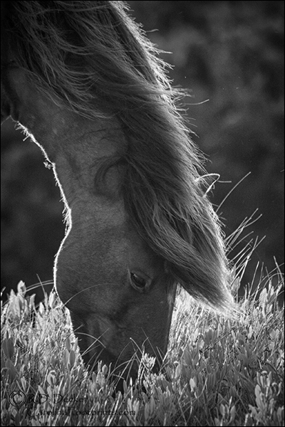 Wild mustang in black and white.