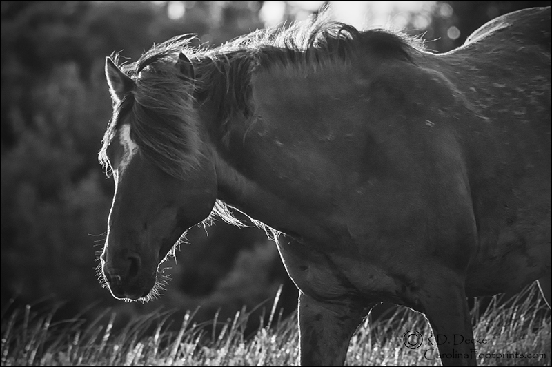 Wild Banker horse on the Outer Banks.
