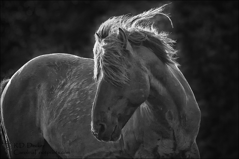 A dramatic photo of a wild mustang in black & white.