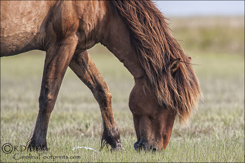 Wild horse on the Outer Banks.