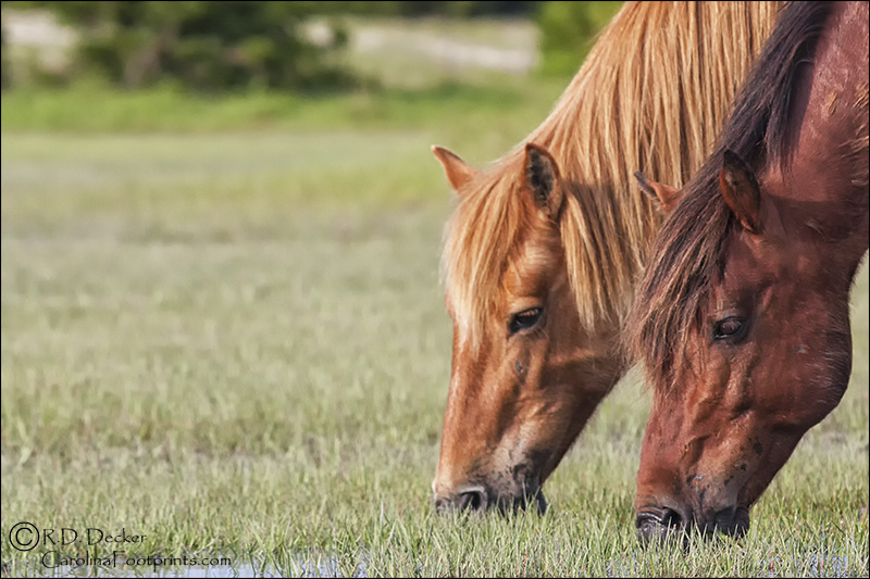 Wild Banker horses feed on marsh grass.