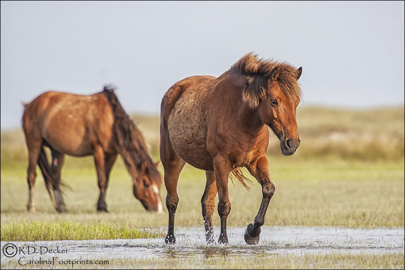 A wild mustang crosses the partially flooded tidal flats.