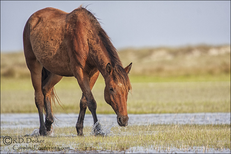 Wild mustangs make great subjects for equine photography.