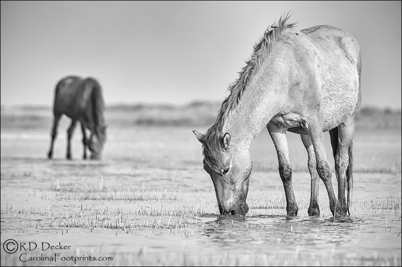 Two wild mustangs feeding on the tdal flats.