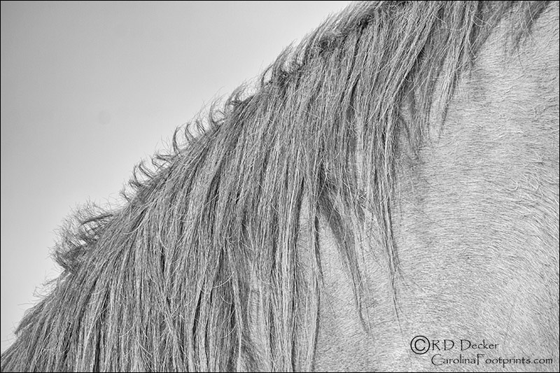 Neck detail of a wild horse.