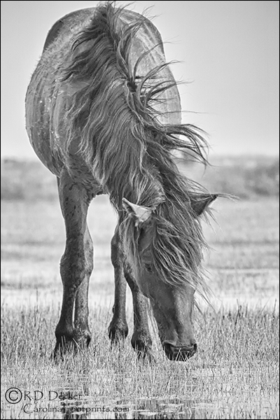 Wild horse with a wind blown mane.