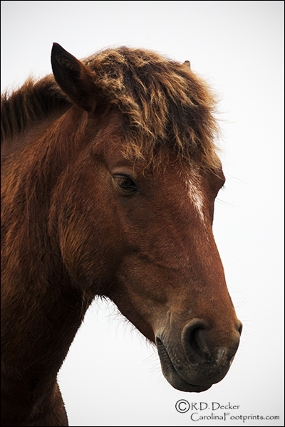 Portrait of a wild mustang.