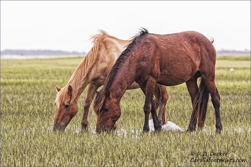 A pair of wild horses feeding on the tidal flats.