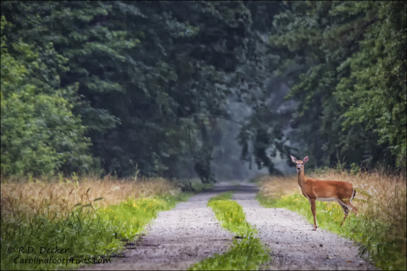 A whitetail deer stands in the center of a forest road in the Croatan National Forest.