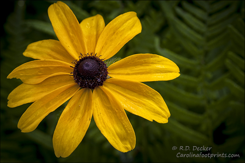 Blacketed Susan growing in the Croatan National Forest.