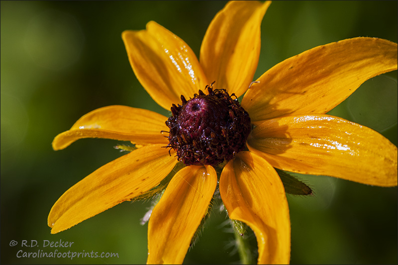 Wildflower photography from North Carolina