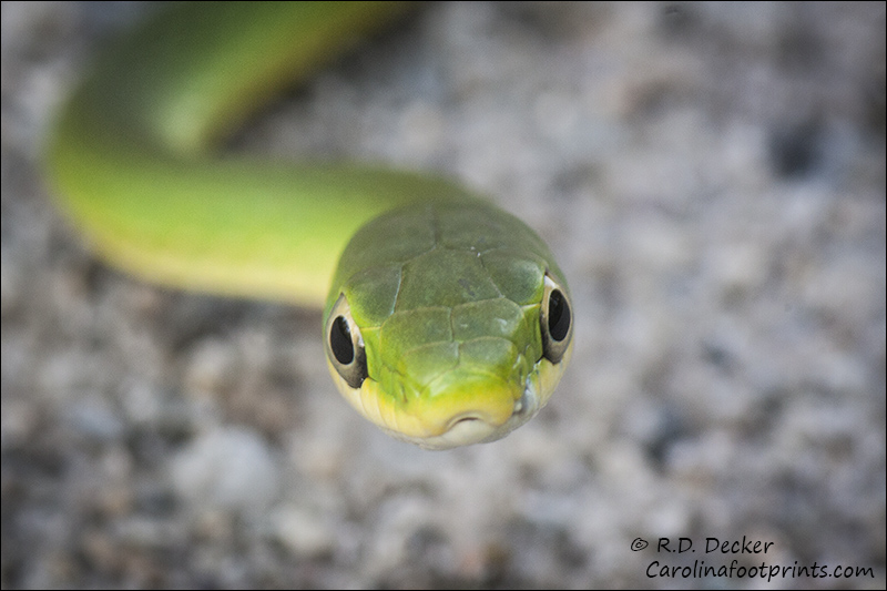 A Rough Green Snake in the Croatan National Forest