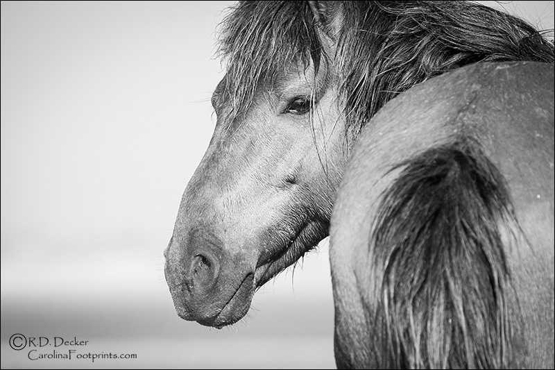 Wild horse, an intimate look.