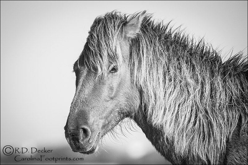 Wild horse head study in black & white.