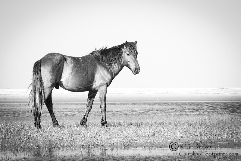 A wild stallion photographed at the Rachel Carson Estuarine Reserve.