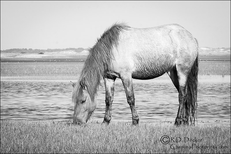 PHotograph of a wild horse in black & white.