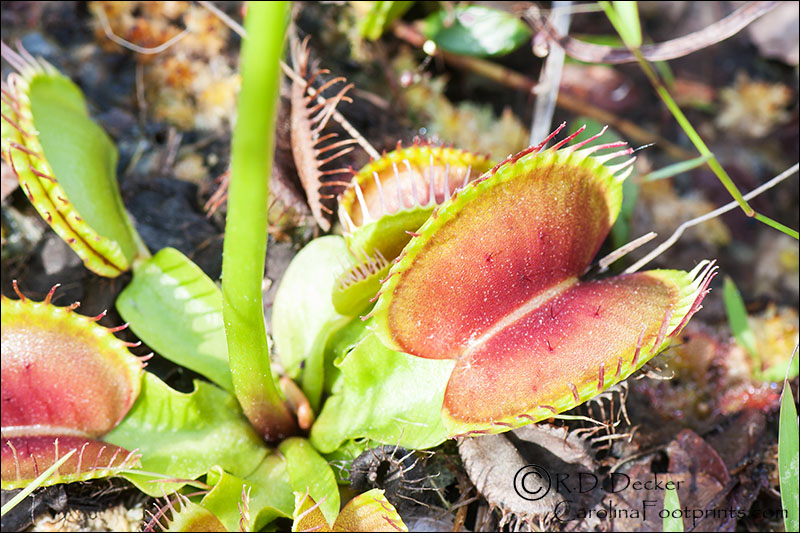 Native to North Carolina the Venus Flytrap is an endangered plant well worth protecting.