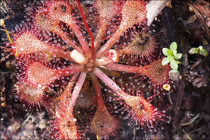 The Sundew plant is another kind of carnivoruos plant found in North Carolina