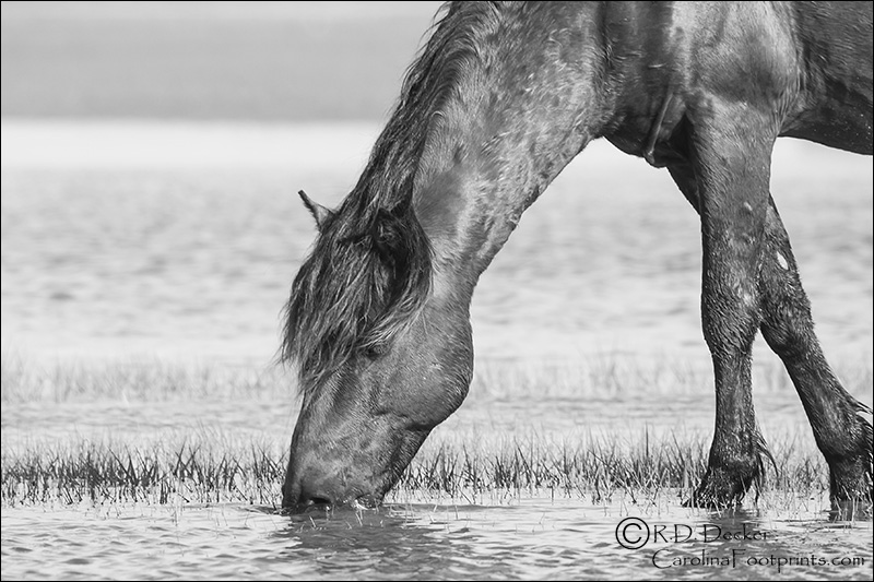 Rachel Carson Estuarine Reserve wild horse.