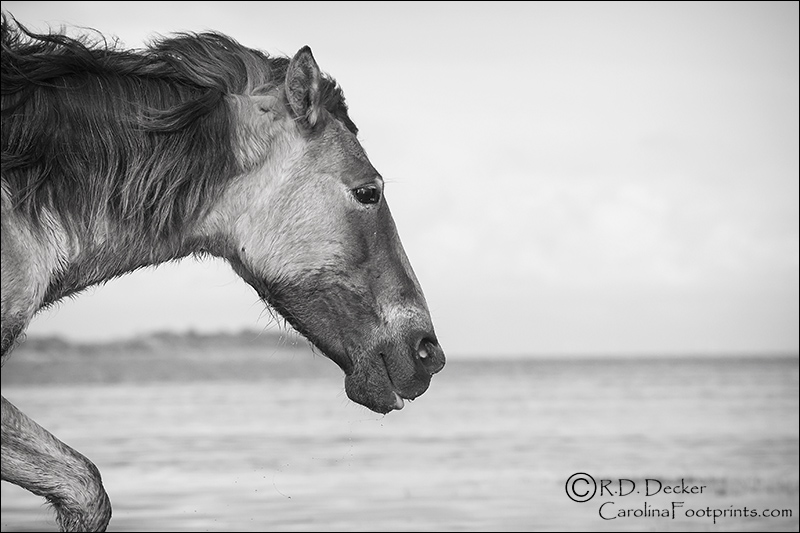 Wild horse on the tidal flats.