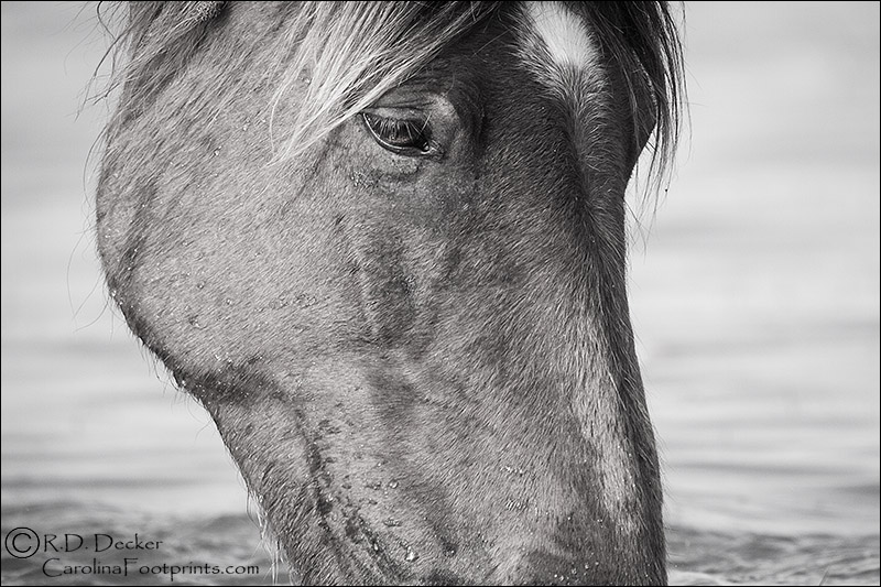 A clean, sharp and intimate portrait of a wild horse.