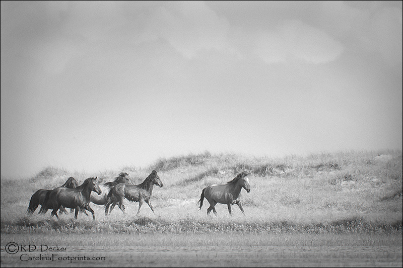 A wild horse photo with an old-time feel.