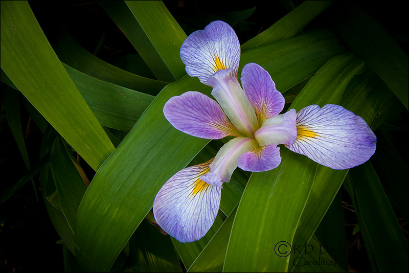 Southern blue flag iris shot with a wide angle lens.