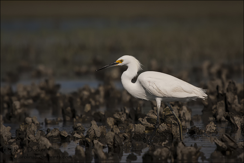 A Snowy Egret hunts along the mouth of Deep Creek