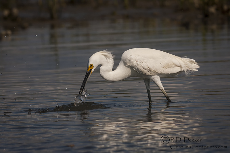 A Snowy Egret fishing