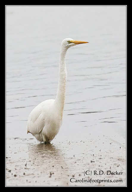Egrets, like most wading birds found in NC, are alert and can be difficult to approach to photograph.