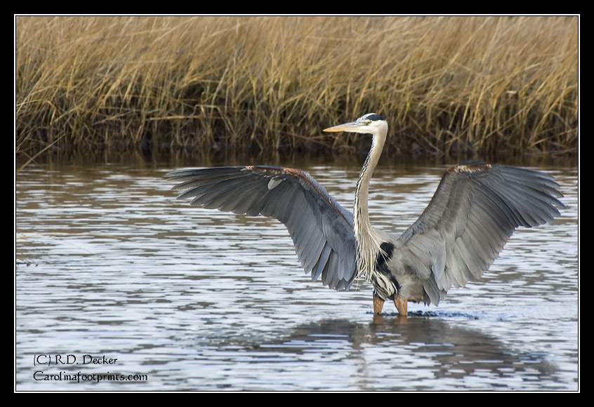 A Great Blue Heron stretches his wings in a marsh along along the White Oak river in western Carteret county.